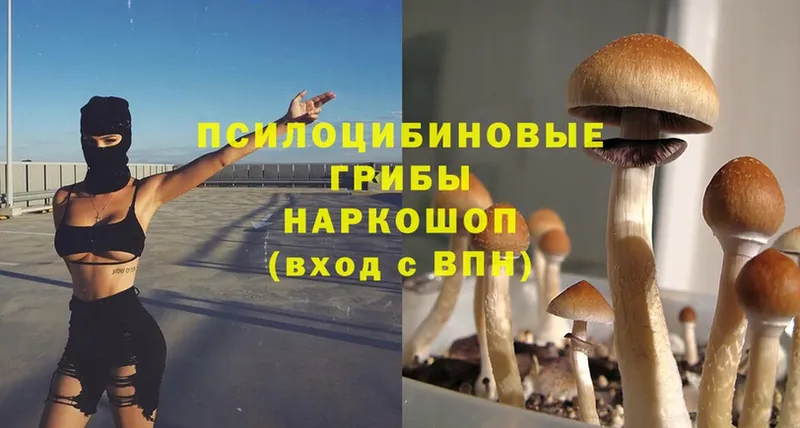 Псилоцибиновые грибы Psilocybine cubensis  Николаевск-на-Амуре 